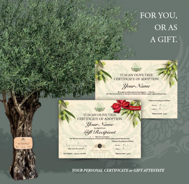 A Unique Gift Adopt An Ancient Tuscan Olive Tree T's Italy